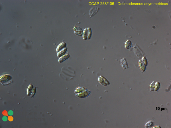 Desmodesmus asymmetricus