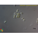 Desmodesmus asymmetricus