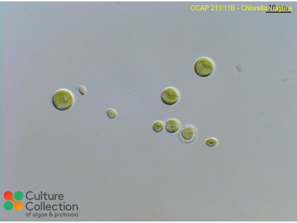 Chlorella vulgaris