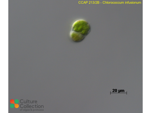 Chlorococcum infusionum