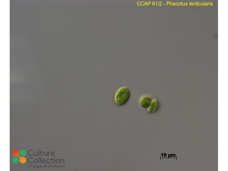 KKページ Phacotus lenticularis