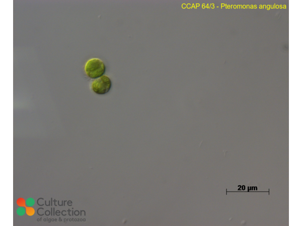 Pteromonas angulosa