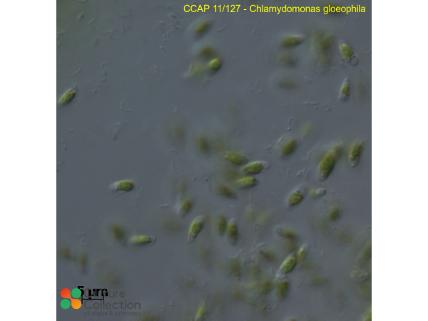 Chlamydomonas gloeophila