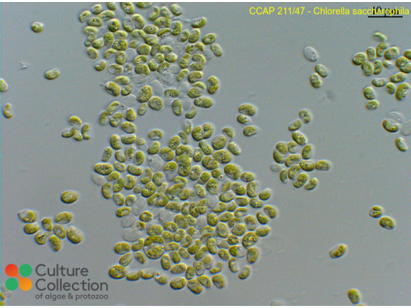 Chloroidium saccharophilum Chloroidium saccharophilum
