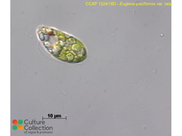 Euglena pisciformis var. lata