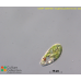 Euglena pisciformis var. lata