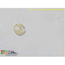 Trachelomonas oblonga var. punctata