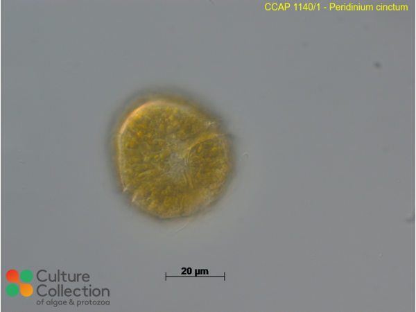 Peridinium cinctum Peridinium cinctum