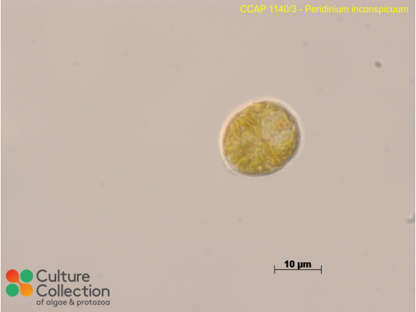 Peridinium inconspicuum