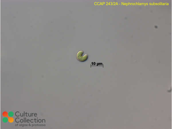 Nephrochlamys subsolitaria