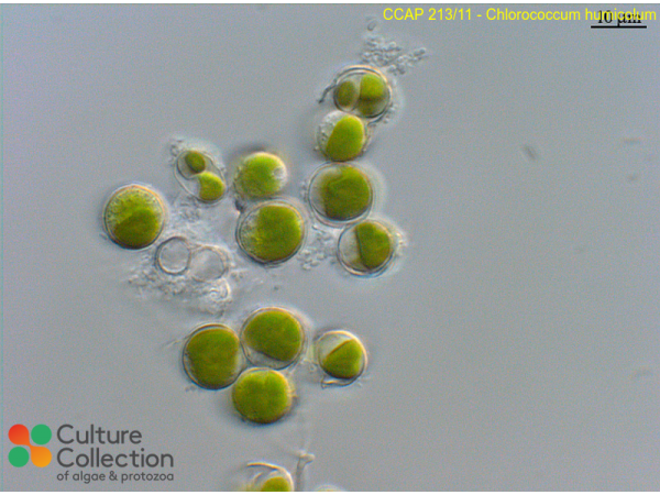 Chlorococcum infusionum