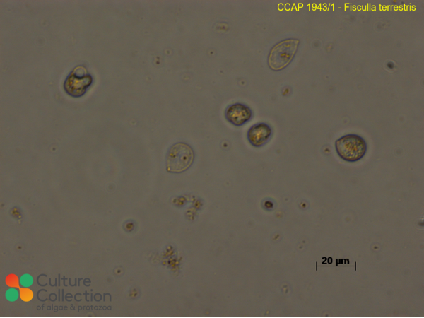 Fisculla terrestris