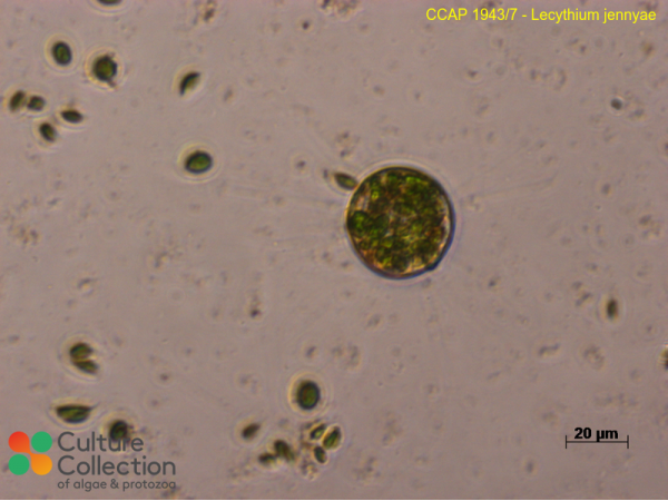 Lecythium jennyae