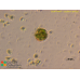 Lecythium jennyae