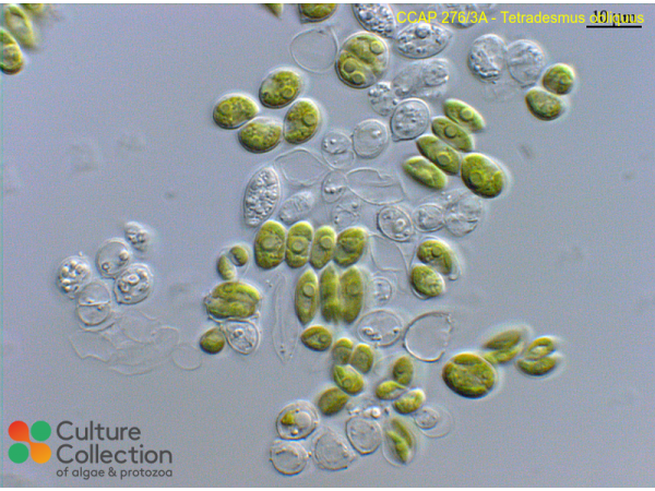 Tetradesmus obliquus