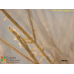 Halopteris sp.