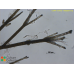 Halopteris sp.