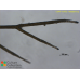 Halopteris sp.