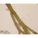 Halopteris sp.