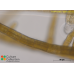 Sphacelaria sp.