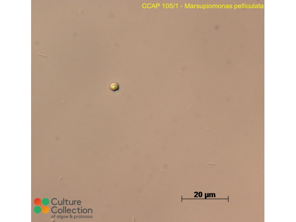 Marsupiomonas pelliculata Marsupiomonas pelliculata