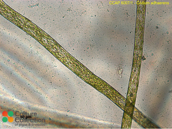 Codium adhaerens