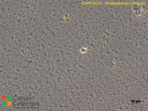 Thecamonas oxoniensis