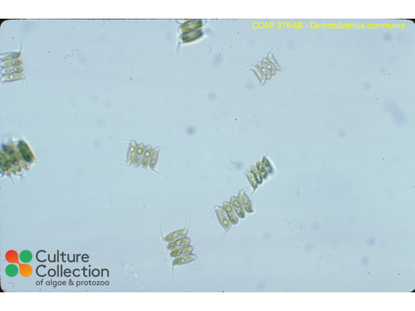 Desmodesmus communis