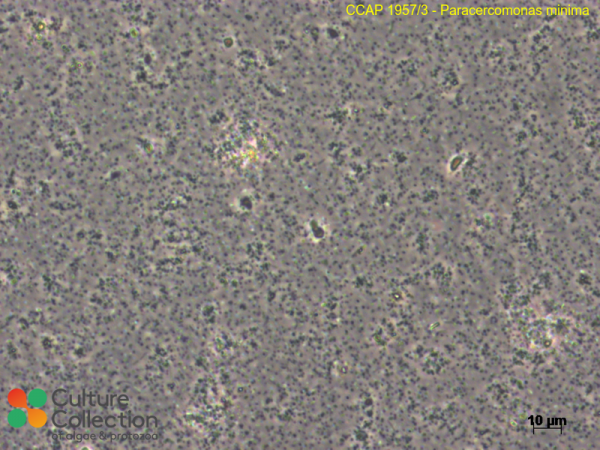 Paracercomonas minima