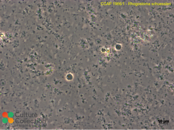 Rhogostoma schuessleri