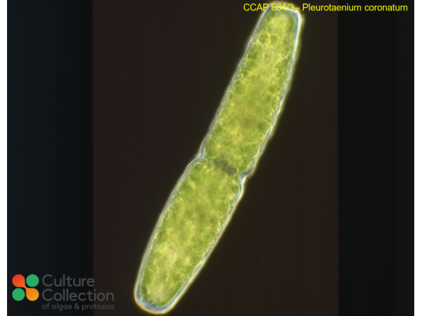 Pleurotaenium coronatum