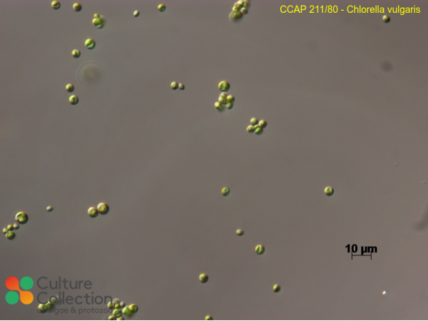 Chlorella vulgaris