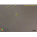 Chlorella vulgaris