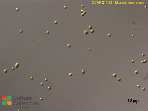 Micractinium reisseri
