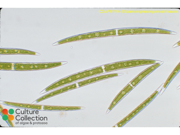 Closterium praelongum var. brevius