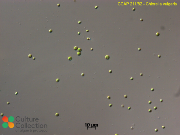 Chlorella vulgaris