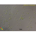 Chlorella vulgaris