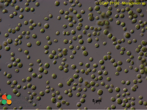 Micractinium sp.