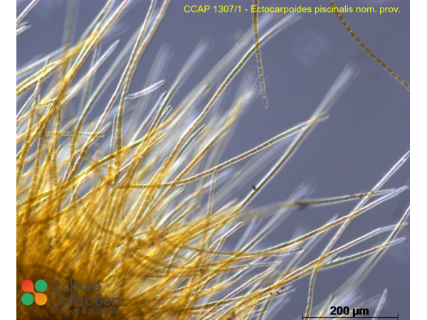 Ectocarpoides piscinalis  nom. prov.