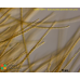 Ectocarpoides piscinalis  nom. prov.