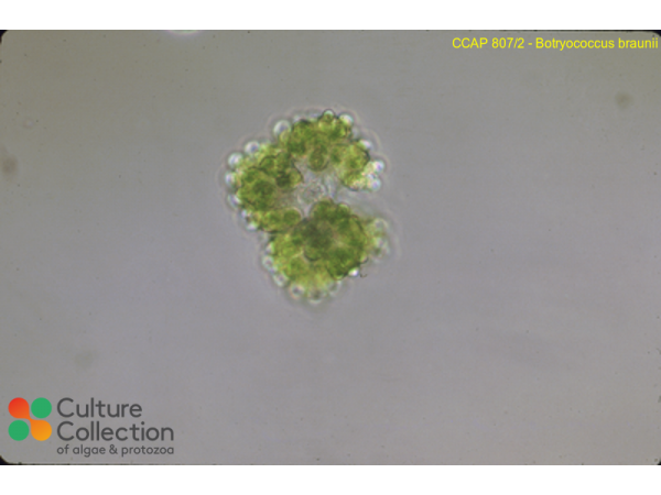 Botryococcus braunii