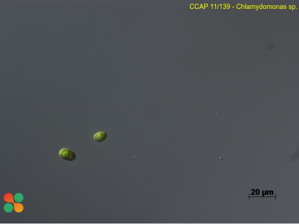Chlamydomonas sp.