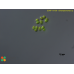 Chlamydomonas sp.