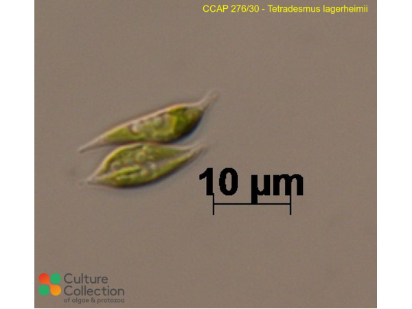 Tetradesmus lagerheimii