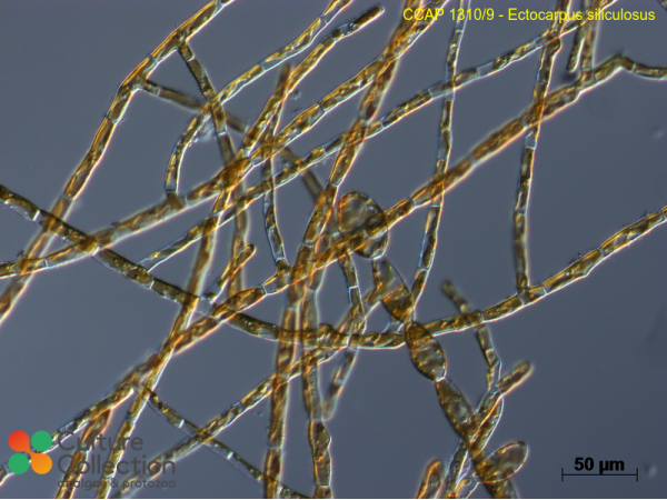 Ectocarpus siliculosus Ectocarpus siliculosus