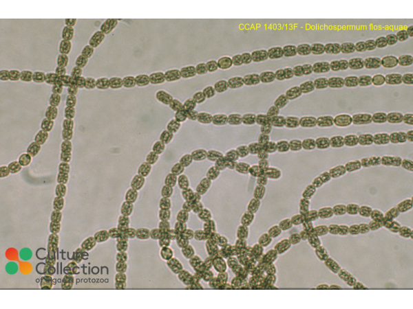 Dolichospermum flos-aquae