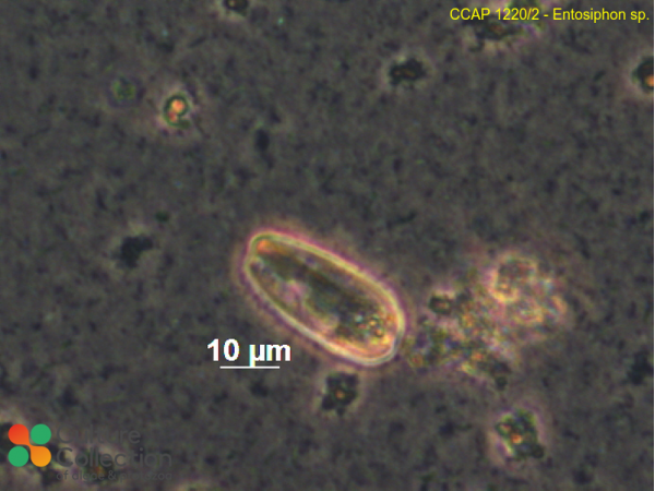 Entosiphon sp.