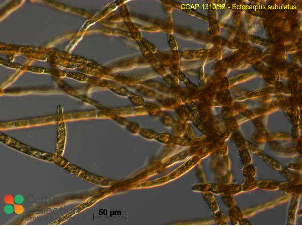Ectocarpus siliculosus var. dasycarpus