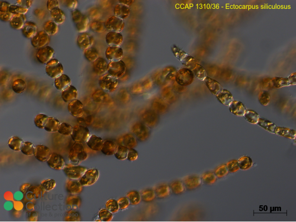 Ectocarpus siliculosus