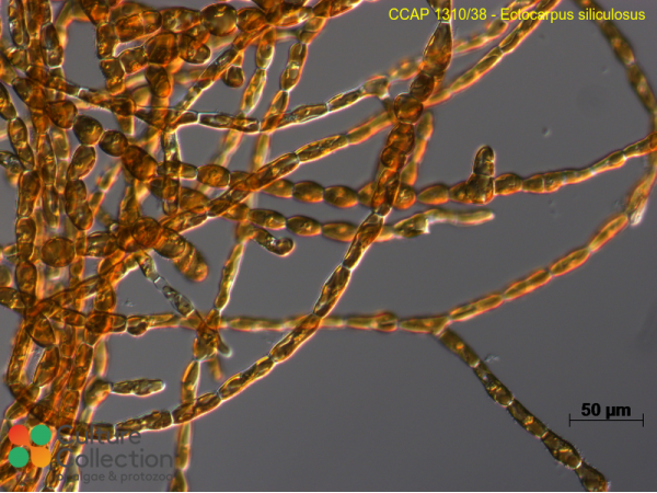 Ectocarpus siliculosus